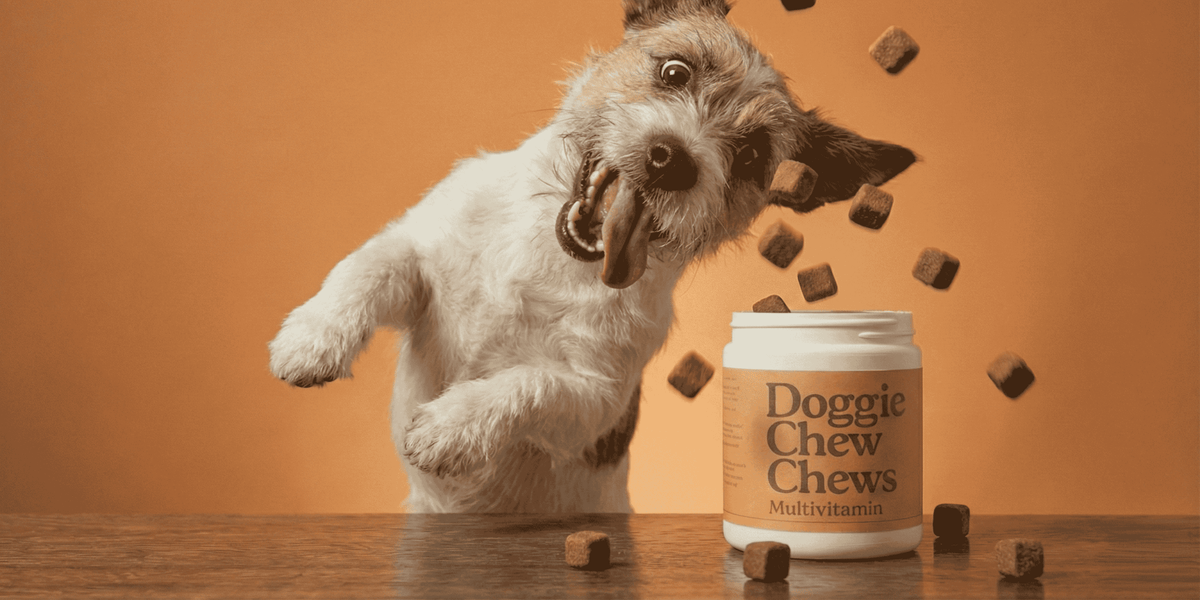 Happy dog with PetVita natural wellness supplements, mobile view